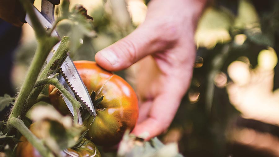 ciseaux à herbes aromatiques et de récolte Solid SP240 Fiskars ciseaux à herbes aromatiques et de récolte Solid SP240 Fiskars